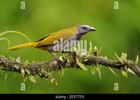 Buff-throated Saltator - Saltator maximus Samen fressender Vogel in der Tanagerfamilie Thraupidae. Es brütet vom Südosten Mexikos bis zum Westen Ecuadors und Stockfoto