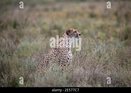 Ein wachsamer Erwachsener Cheetah Acinonyx jubatus, halb verborgen, sitzt in hohen Gräsern auf den Ebenen von Ndutu in Tansania und beobachtet aufmerksam nach Beute Stockfoto