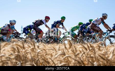 Saint-Quentin-Fallavier, Frankreich - 16. Juli 2016: das Hauptfeld Reiten in eine schlichte bei der Tour de France 2016 14 Weizen. Stockfoto