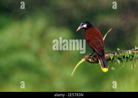 Montezuma Oropendola - Psarocolius montezuma Neue Welt tropischer Eisvogel, karibische Küstenunterland, Mexiko, Panama, Nicaragua, Honduras, Costa Stockfoto