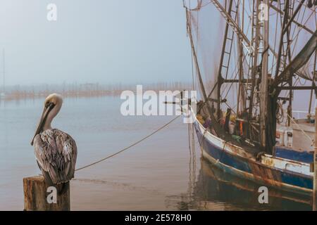 Pelikan und Garnelenboot an einem nebligen Morgen, Mississippi Golfküste, Golf von Mexiko. Stockfoto