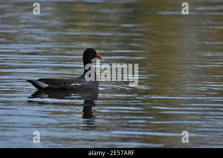 Gallinula galeata In einem öffentlichen Park in Buenos Aires Stockfoto