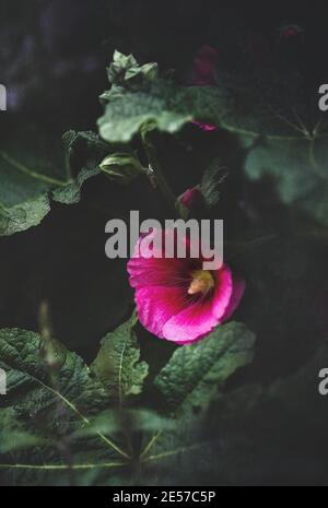 Schöne strukturierte altmodische dunkelrosa oder lila Hollyhock, Althaea rosea (Alcea rosea), Blume wächst in einem Garten. Stockfoto