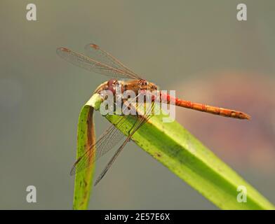 Männliche Gemeine Darter (Sympetrum striolatum) Libelle auf Stamm in hellen Sommersonnenschein neben Teich in Cumbria, England, Großbritannien Stockfoto