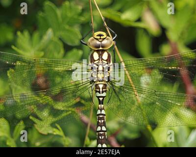Nahaufnahme Porträt der weiblichen Southern Hawker Libelle (Aeshna cyanea) Sich auf Blättern des Weißdornbaumes (Crataegus monogyna) in Cumbria, England, Großbritannien sonnen Stockfoto