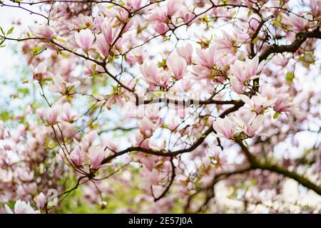 Magnolia Zweige mit rosa Blüten und jungen Blättern. Stockfoto