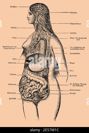 Innere menschliche Organe. Illustration des 19. Jahrhunderts. Deutschland. Stockfoto