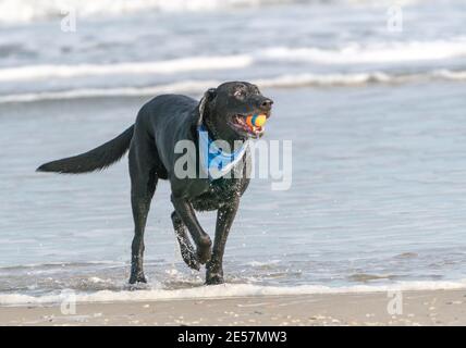 Happy Labrador Retriever spielt holen am Strand. Stockfoto