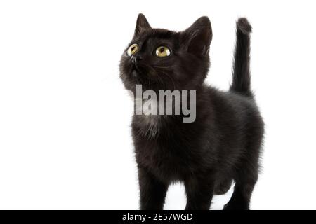 Kleine schwarze britische Kurzhaar-Kätzchen isoliert auf weißem Hintergrund. Stockfoto