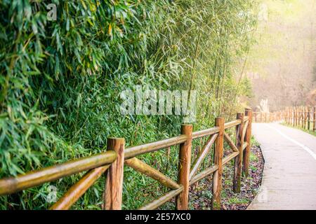 Ein Fußweg mit dichtem Bambusbusch, der mit Sonnenlicht beleuchtet ist Stockfoto