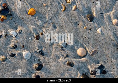 Winzige Muscheln bleiben im Sand, wenn die Flut am Atlantic Beach, North Carolina, ausgeht. Stockfoto