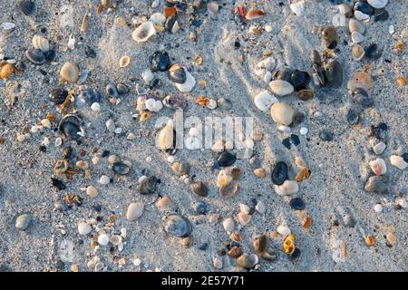 Winzige Muscheln bleiben im Sand, wenn die Flut am Atlantic Beach, North Carolina, ausgeht. Stockfoto