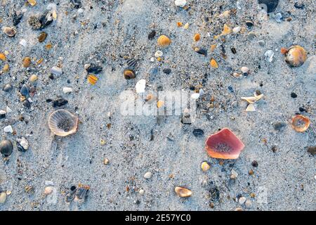 Winzige Muscheln bleiben im Sand, wenn die Flut am Atlantic Beach, North Carolina, ausgeht. Stockfoto