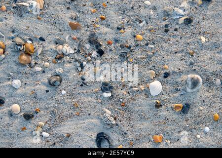 Winzige Muscheln bleiben im Sand, wenn die Flut am Atlantic Beach, North Carolina, ausgeht. Stockfoto