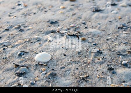 Winzige Muscheln bleiben im Sand, wenn die Flut am Atlantic Beach, North Carolina, ausgeht. Stockfoto