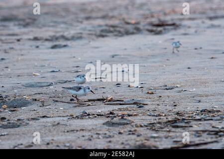 Sanderlinge (Calidris alba) suchen nach Nahrung im Sand. Stockfoto