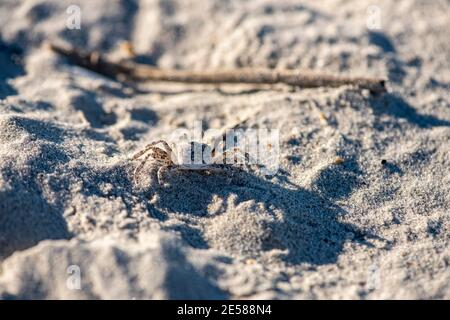 Eine juvenile atlantische Geisterkrabbe, Ocypode quadrata, im Sand am Atlantic Beach, North Carolina. Stockfoto