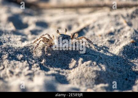 Eine juvenile atlantische Geisterkrabbe, Ocypode quadrata, im Sand am Atlantic Beach, North Carolina. Stockfoto