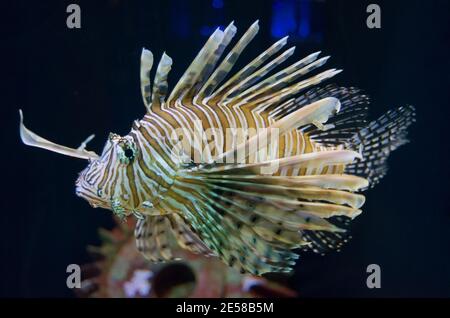 Löwenfische schwimmen ein Salzwasserbecken in einem Aquarium Stockfoto