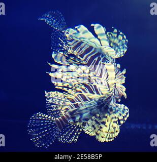 Löwenfische schwimmen ein Salzwasserbecken in einem Aquarium Stockfoto