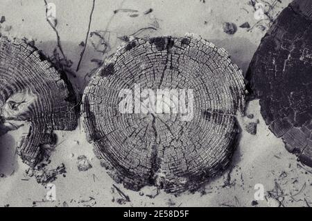 Nahaufnahme des Baumstumpens im Ständer, schwarz-weißer Filter. Stockfoto