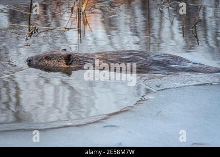 American Beaver (Castor canadensis) schwimmt im eisigen Wasser des Teiches entlang East Plum Creek, Castle Rock Colorado USA. Foto aufgenommen im Januar. Stockfoto