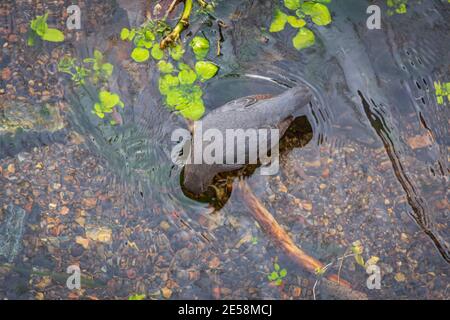 American Dipper (Cinclus mexicanus), oder Wasser Ouzel taucht es Kopf unter Wasser von seichtem Bach, auf der Suche nach aquatischen Lebensmitteln, Castle Rock Colorado USA. Stockfoto