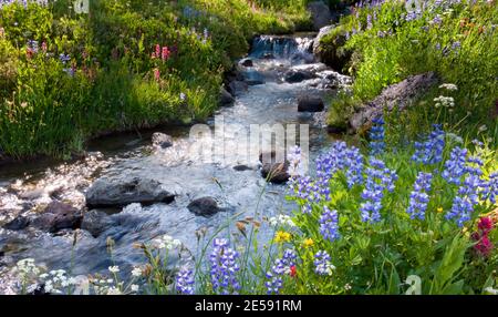 Glacier Creek fließt durch Sunshine Meadow, eine der beliebtesten (und spektakulärsten) Wildblumen/alpinen Wiesen in Oregon (am Major Trail j Stockfoto