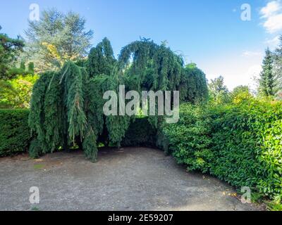 Kubota Garden ist ein 20-Acre (81,000 m²) japanischer Garten im Rainier Beach Viertel von Seattle, Washington. Hauptmerkmale des Kubota-Gartens i Stockfoto