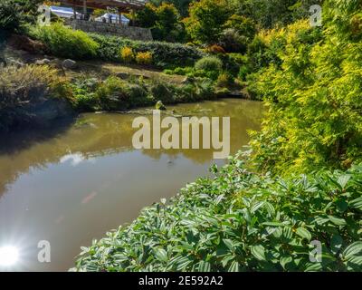 Kubota Garden ist ein 20-Acre (81,000 m²) japanischer Garten im Rainier Beach Viertel von Seattle, Washington. Hauptmerkmale des Kubota-Gartens i Stockfoto