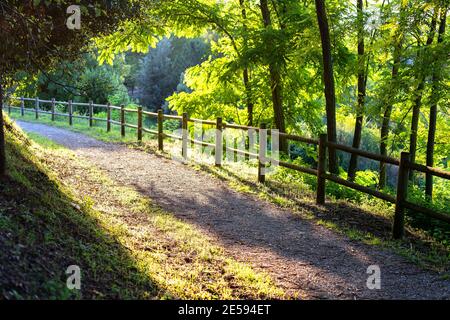 Schöne Sommer Natur Landschaft. Grüne Bäume im Park mit Weg und Zaun. Stockfoto