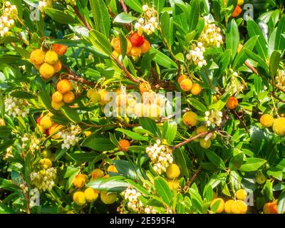 Soapberries (Sapindus) ist eine Gattung von etwa fünf bis zwölf Arten von Sträuchern und kleinen Bäumen in der Familie Lychee, Sapindaceae Stockfoto