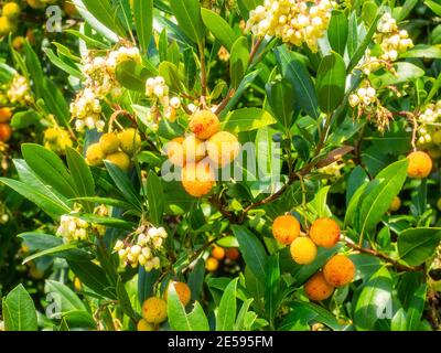 Soapberries (Sapindus) ist eine Gattung von etwa fünf bis zwölf Arten von Sträuchern und kleinen Bäumen in der Familie Lychee, Sapindaceae Stockfoto