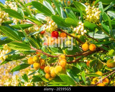 Soapberries (Sapindus) ist eine Gattung von etwa fünf bis zwölf Arten von Sträuchern und kleinen Bäumen in der Familie Lychee, Sapindaceae Stockfoto