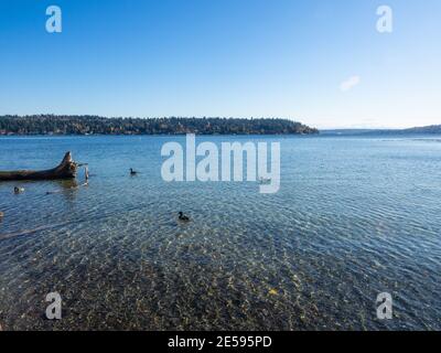 Seward Park ist ein Stadtpark in Seattle, Washington, USA. Das Hotel liegt in der Stadt Nachbarschaft des gleichen Namens, es umfasst 300 Hektar (120 ha; Stockfoto