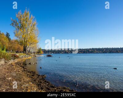 Seward Park ist ein Stadtpark in Seattle, Washington, USA. Das Hotel liegt in der Stadt Nachbarschaft des gleichen Namens, es umfasst 300 Hektar (120 ha; Stockfoto