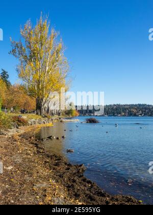 Seward Park ist ein Stadtpark in Seattle, Washington, USA. Das Hotel liegt in der Stadt Nachbarschaft des gleichen Namens, es umfasst 300 Hektar (120 ha; Stockfoto