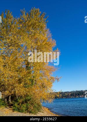 Seward Park ist ein Stadtpark in Seattle, Washington, USA. Das Hotel liegt in der Stadt Nachbarschaft des gleichen Namens, es umfasst 300 Hektar (120 ha; Stockfoto