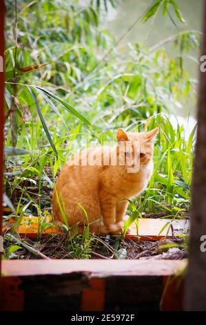 Katze in den Gärten des Fushimi Inari Shrine Stockfoto