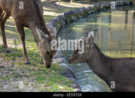 Hirsche im Nara-Park Stockfoto