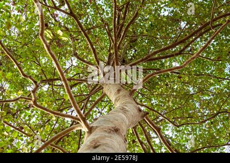 Ein Blick nach oben auf einen amerikanischen Holly Tree (Ilex opaca). Ein Männchen hat keine Beeren. Stockfoto