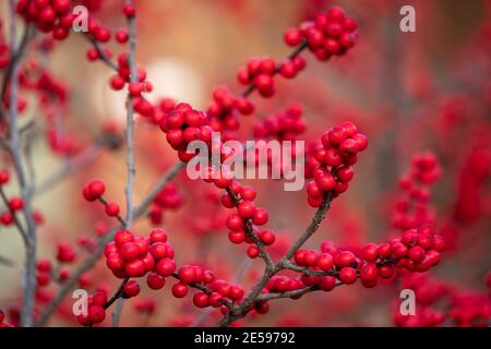 Leuchtend rote Beeren einer Winterbeere (Ilex verticillata), einer einheimischen Laubholme, die im Winter ihre Blätter verliert. Raleigh, North Carolina. Stockfoto