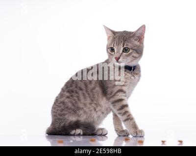 Grau niedlichen tabby Katze auf weißem Hintergrund. Stockfoto