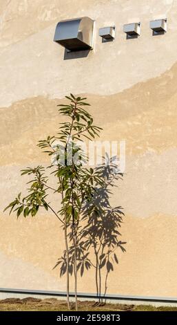 2 kleine Bäume wachsen unter den Edelstahlmündungen von 4 Auspuffrohren einer Küche vor dem Hintergrund einer Wand in verschiedenen Erdfarben. Stockfoto