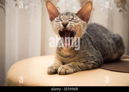 Kleine graue Sphynx Katze gähnt auf einem Stuhl Stockfoto