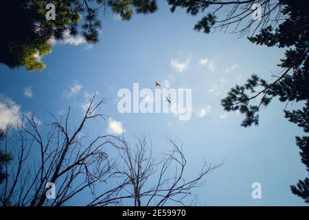 Zwei Vögel fliegen im blauen Himmel, über den Baumkronen Stockfoto