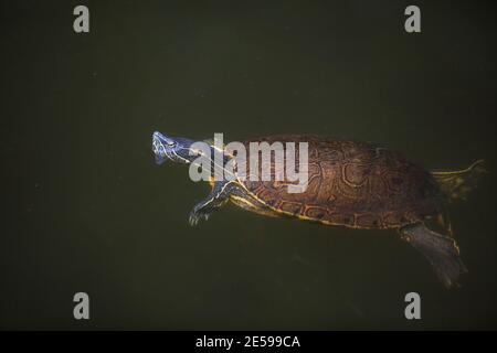 Tropische Schildkröte, Chrysemys ornata, in einem Fluss in der Nähe von Tonosi, Provinz Los Santos, Republik Panama. Stockfoto