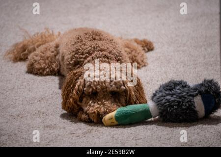 Australian Labradoodle ist eine Mischung aus Labrador Retriever, Pudel und Cocker Spaniel. Stockfoto