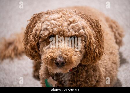 Australian Labradoodle ist eine Mischung aus Labrador Retriever, Pudel und Cocker Spaniel. Stockfoto