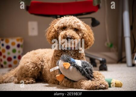 Australian Labradoodle ist eine Mischung aus Labrador Retriever, Pudel und Cocker Spaniel. Stockfoto